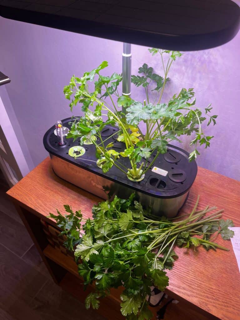 Fresh parsley growing in the LetPot indoor garden